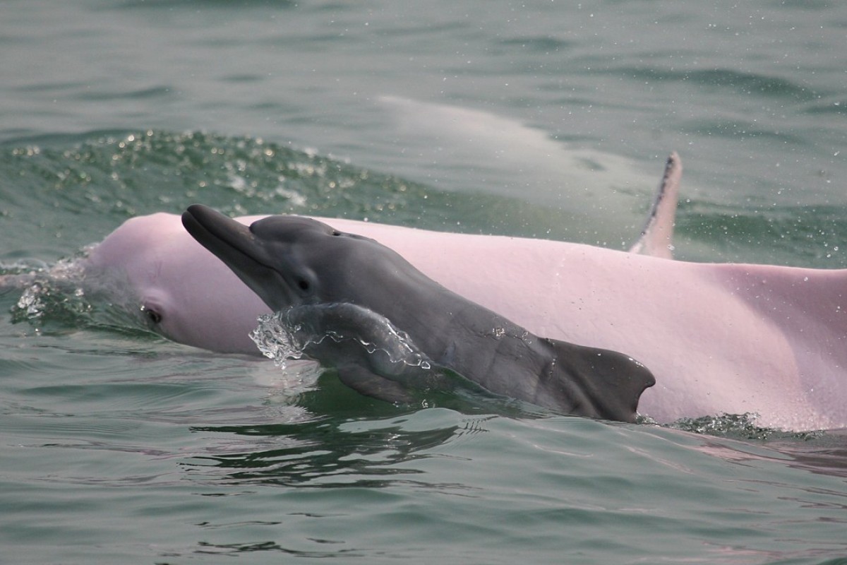 Розовые дельфины Паксэ